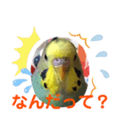 癒しのインコ☆ピチャ（個別スタンプ：22）