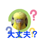 癒しのインコ☆ピチャ（個別スタンプ：33）