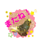 癒しのインコ☆ピチャ（個別スタンプ：38）