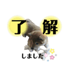 family♡T（個別スタンプ：4）