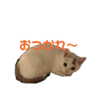 ぴーさんちょびさんはおさん（個別スタンプ：1）