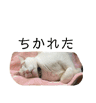 ぴーさんちょびさんはおさん（個別スタンプ：12）