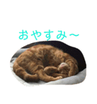 ぴーさんちょびさんはおさん（個別スタンプ：14）