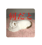 ぴーさんちょびさんはおさん（個別スタンプ：17）