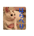 ぴーさんちょびさんはおさん（個別スタンプ：20）