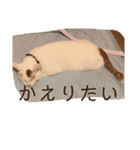 ぴーさんちょびさんはおさん（個別スタンプ：22）
