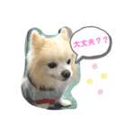 ポメラニアン 恋（個別スタンプ：2）