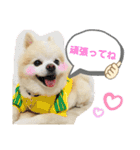 ポメラニアン 恋（個別スタンプ：5）