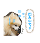 ポメラニアン 恋（個別スタンプ：14）