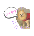 ポメラニアン 恋（個別スタンプ：18）