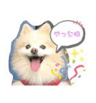 ポメラニアン 恋（個別スタンプ：22）