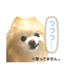ポメラニアン 恋（個別スタンプ：23）