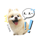 ポメラニアン 恋（個別スタンプ：32）