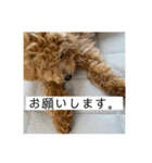 ビションプーこむぎ（個別スタンプ：2）