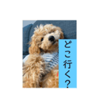 ビションプーこむぎ（個別スタンプ：3）