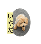 ビションプーこむぎ（個別スタンプ：5）
