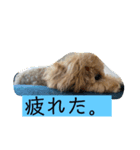 ビションプーこむぎ（個別スタンプ：6）