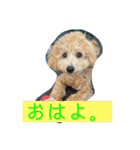 ビションプーこむぎ（個別スタンプ：7）