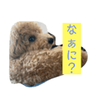 ビションプーこむぎ（個別スタンプ：8）