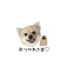 ししまるすたんぷ わん（個別スタンプ：1）