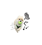 ししまるすたんぷ わん（個別スタンプ：7）