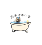 ししまるすたんぷ わん（個別スタンプ：10）