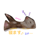 マキたんちのペット大集合2（個別スタンプ：6）