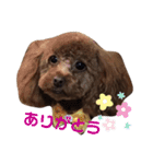 マキたんちのペット大集合2（個別スタンプ：12）