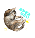 ねこのおすず〜気まぐれな一日（個別スタンプ：2）