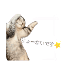 ねこのおすず〜気まぐれな一日（個別スタンプ：6）