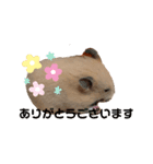 キンクマもなかの丁寧なあいさつ（個別スタンプ：2）