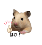 キンクマもなかの丁寧なあいさつ（個別スタンプ：3）