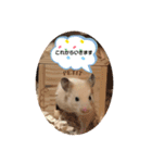 キンクマもなかの丁寧なあいさつ（個別スタンプ：6）