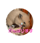 キンクマもなかの丁寧なあいさつ（個別スタンプ：10）