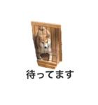 毎日あんずスタンプ3（個別スタンプ：2）