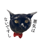 黒猫かんべの変顔祭り＋ご近所猫さん（個別スタンプ：1）