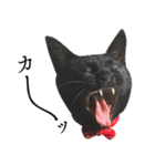 黒猫かんべの変顔祭り＋ご近所猫さん（個別スタンプ：2）