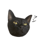 黒猫かんべの変顔祭り＋ご近所猫さん（個別スタンプ：5）