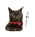 黒猫かんべの変顔祭り＋ご近所猫さん（個別スタンプ：6）