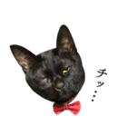 黒猫かんべの変顔祭り＋ご近所猫さん（個別スタンプ：7）