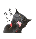 黒猫かんべの変顔祭り＋ご近所猫さん（個別スタンプ：8）