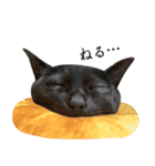黒猫かんべの変顔祭り＋ご近所猫さん（個別スタンプ：9）