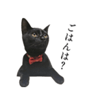 黒猫かんべの変顔祭り＋ご近所猫さん（個別スタンプ：10）
