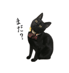 黒猫かんべの変顔祭り＋ご近所猫さん（個別スタンプ：11）