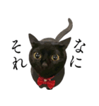 黒猫かんべの変顔祭り＋ご近所猫さん（個別スタンプ：12）