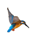 Happy BirdWatching ！？  カワセミその1（個別スタンプ：4）