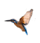 Happy BirdWatching ！？  カワセミその1（個別スタンプ：7）