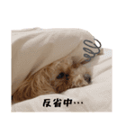 愛しのとらのすけスタンプ（個別スタンプ：8）