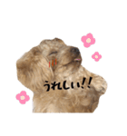 愛しのとらのすけスタンプ（個別スタンプ：22）