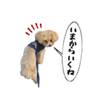 愛しのとらのすけスタンプ（個別スタンプ：24）
